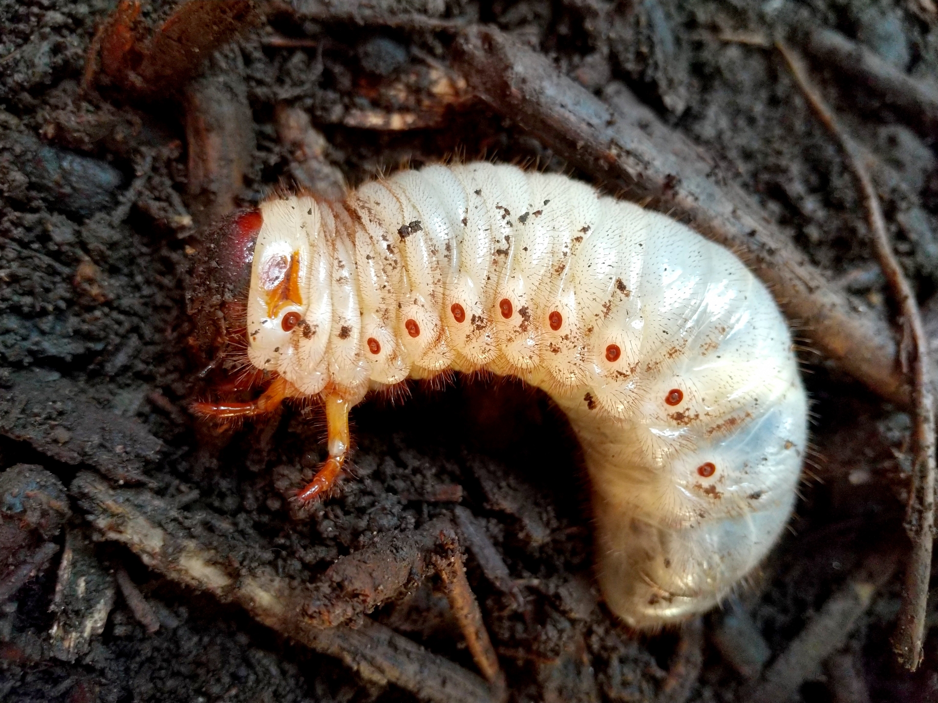 カブトムシの幼虫